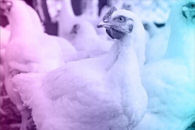 Global companies failing to deliver on animal welfare commitments