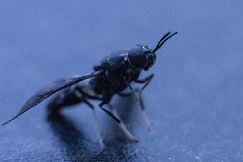 Black soldier fly eggs are given waste and in less than 2 weeks the larvae consume the waste, grow into adults from which co-products can be extracted. Photo: Entocycle