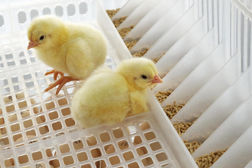 With direct access to feed and water, the chicks show improved bodyweight from the start. Photos: Bart Nus Photografie