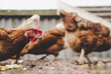 Various options have been put forward to reduce emissions in the poultry sector. Photo: Tim Cooper