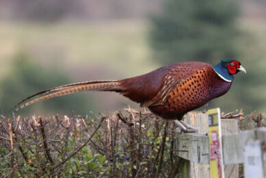 A wild pheasant in South Oxfordshire District in the UK. Photo: Ben Seymour