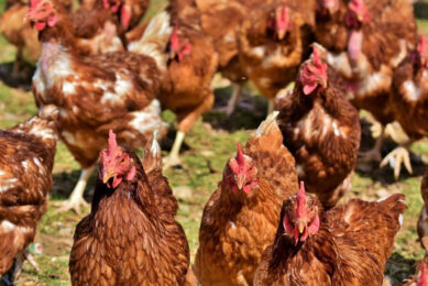 Majid Al Futtaim is the first Middle Eastern retailer to make a cage-free commitment. Photo: Ralphs Fotos