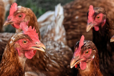 Free-range egg farmers in the UK report that market conditions had never been so bad. Photo: Alexas fotos