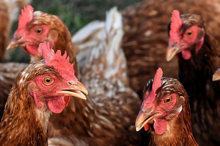 Free-range egg farmers in the UK report that market conditions had never been so bad. Photo: Alexas fotos