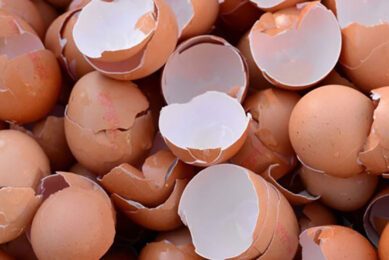 An ecological fertilizer based on eggshells has been developed by Brazilian scientists.