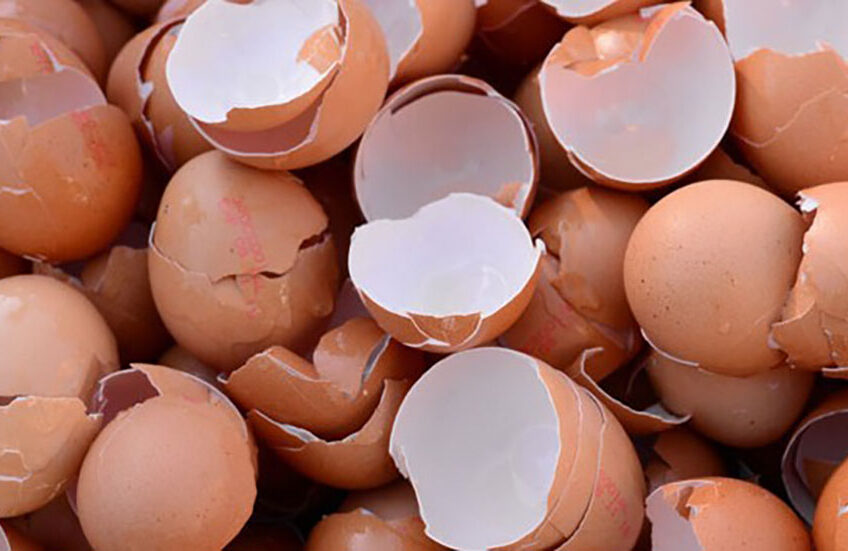 An ecological fertilizer based on eggshells has been developed by Brazilian scientists.