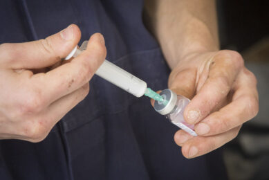 The use of a traditional inactivated virus vaccine is prohibited in some countries because these vaccines do not allow differentiation between vaccinated and infected birds (DIVA). Photo: Koos Groenewold