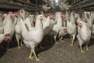 Egg farmers in the UK are facing a startling speed and scale of rising costs. Photo Koos Groenewold
