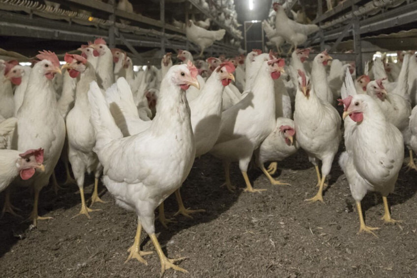 Egg farmers in the UK are facing a startling speed and scale of rising costs. Photo Koos Groenewold