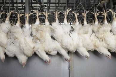 Improvements in the handling and transport of birds can prevent a multitude of meat quality issues and DOAs. Photo: Hans Prinsen