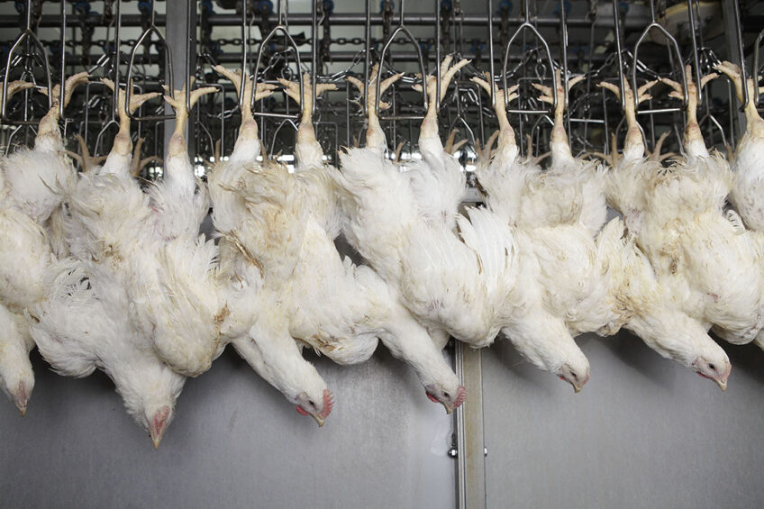 Improvements in the handling and transport of birds can prevent a multitude of meat quality issues and DOAs. Photo: Hans Prinsen
