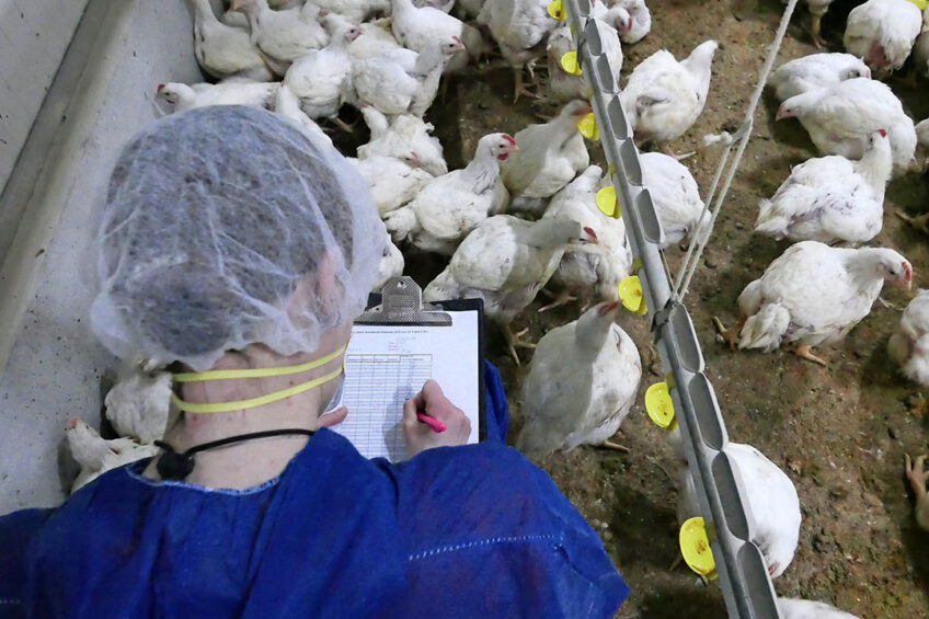 Researchers captured essential performance data on a daily basis to be able to compare conventional hatching with systems that provide access to feed and water. Photo: Roos Molenaar