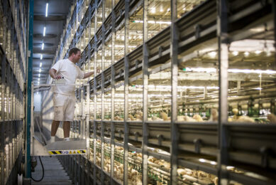 Efficient production is key to further improve sustainable poultry production, however, consumer welfare demands are moving in the opposite direction. Photo: Bertil van Beek