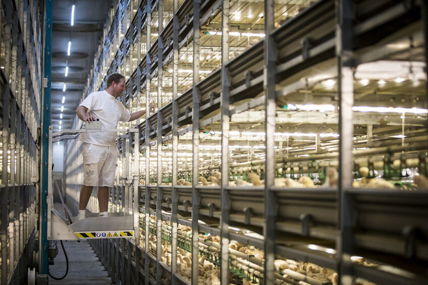 Efficient production is key to further improve sustainable poultry production, however, consumer welfare demands are moving in the opposite direction. Photo: Bertil van Beek