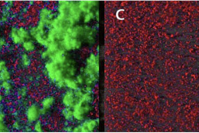 Figure 1: Representation of positive biofilm interaction with S. aureus: positive biofilm alone (a), positive biofilm (green) and S. aureus (red) (b), visualisation of the S. aureus cells only (red) (c) and pure culture of S. aureus (red) (d). Illustration: INRA Micalis