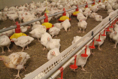 EU pouttry meat will have to be produced in an increasingly sustainable and environmentally friendly way. Photo: Dick van Doorn