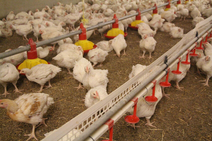 EU pouttry meat will have to be produced in an increasingly sustainable and environmentally friendly way. Photo: Dick van Doorn