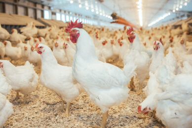 Comprehensive data collection provides opportunities to predict future male breeder performance and results. Photo: Cobb