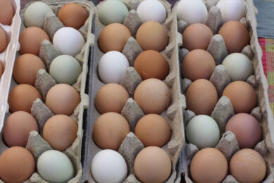 A rise in the price of animal feed and energy costs will mean a price increase for poultry, eggs and milk in Tunisia. Photo: Dulcey Lima