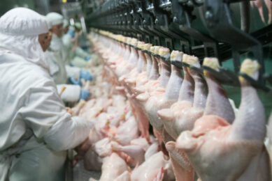 Research found that 89% of Americans were concerned about industrial animal agriculture, citing animal welfare, workers’ safety or public health risks as a concern. Photo: Henk Riswick