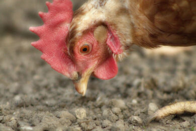 The Agriculture and Horticulture Development Board said margins for laying producers have become increasingly tight, with rising feed, energy and labour costs, and little to no increase in the purchase price from retailers despite pressure being levied by the British Free Range Egg Producers Association. Photo: Manuel Blaich