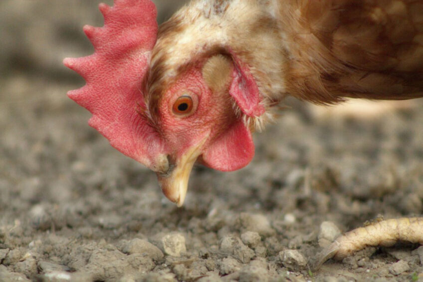 The Agriculture and Horticulture Development Board said margins for laying producers have become increasingly tight, with rising feed, energy and labour costs, and little to no increase in the purchase price from retailers despite pressure being levied by the British Free Range Egg Producers Association. Photo: Manuel Blaich