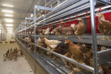 The aim of this study was to examine if a warmed perch system, as a thermal device, could reduce cold stress-associated adverse effects in laying hens. Photo: Koos Groenewold