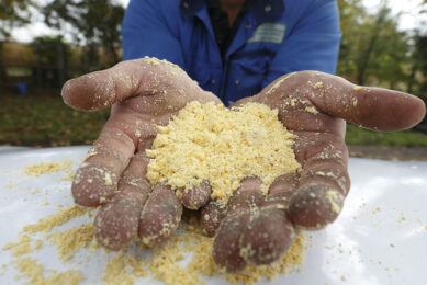 The reduction of dietary protein while substituting maize grain with maize starch modified the dietary composition considerably. Photo: Hans Prinsen