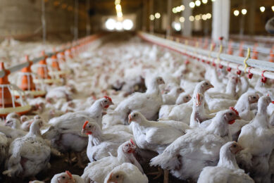 The broiler’s intestine is complex and its health is crucial in maximising performance. Photo: Shutterstock/AB Neo