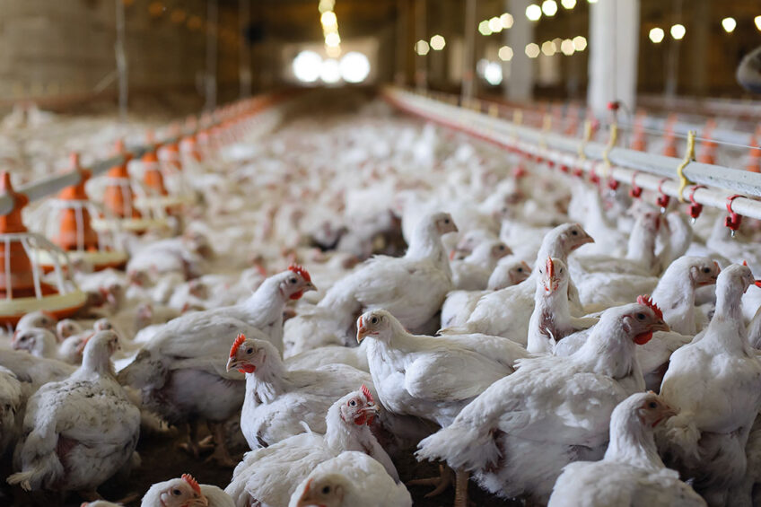 The broiler’s intestine is complex and its health is crucial in maximising performance. Photo: Shutterstock/AB Neo