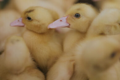 In the first wave, about 4 million birds were culled in southwestern France, mainly ducks. Photo: Cole Keister