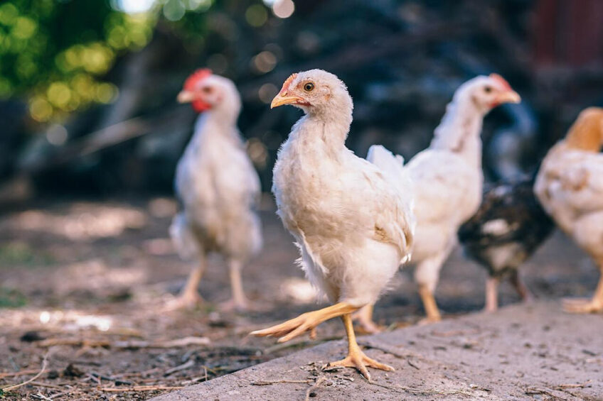 Consumer spending on organic production is on the rise. Photo: Igor Ovsyannykov