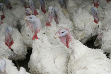 “Seasonal poultry workers perform a key role in ensuring that poultry produced in this country gets onto our supermarket shelves, especially in the run-up to Christmas.” Photo: Koos Groenewold