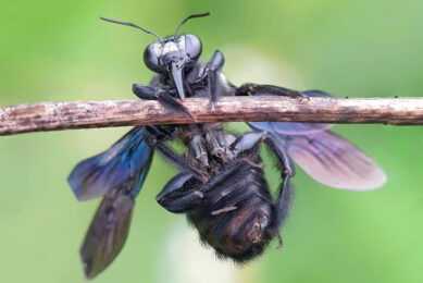 Insect protein is emerging as a potentially cost-effective source of protein. Photo: Minh Trí Nguyễn