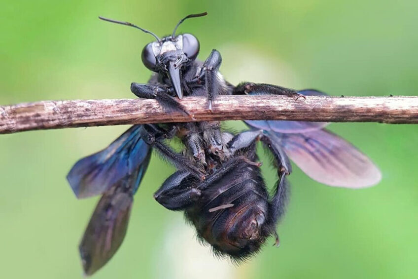 Insect protein is emerging as a potentially cost-effective source of protein. Photo: Minh Trí Nguyễn