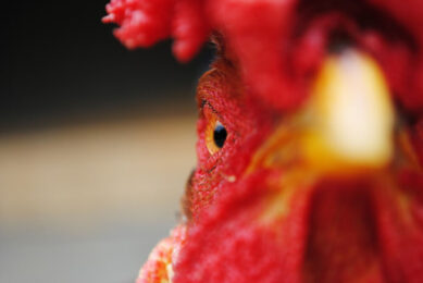 Alternatives to beak trimming exist and should be prioritised, says the Conservative Animal Welfare Foundation. Photo: Jairo Alzate