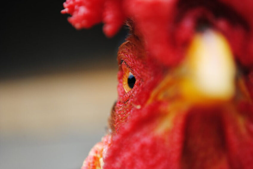 Alternatives to beak trimming exist and should be prioritised, says the Conservative Animal Welfare Foundation. Photo: Jairo Alzate