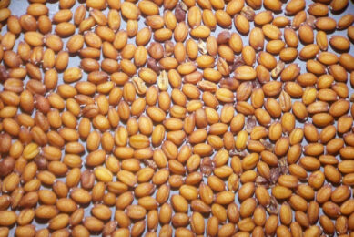 Camelina sativa is native to Europe and central Asian areas and is cultivated as an oilseed crop mainly in Europe and North America. Photo: Stefan lefnaer
