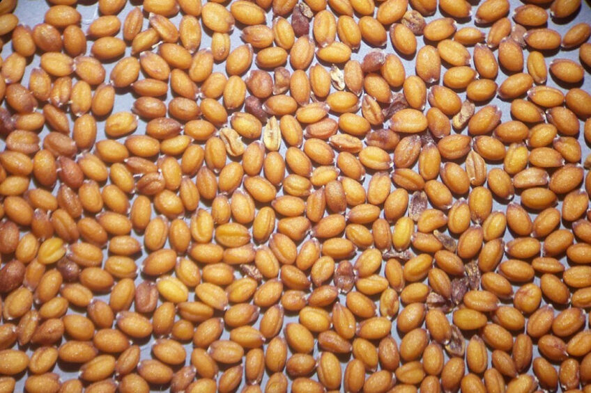 Camelina sativa is native to Europe and central Asian areas and is cultivated as an oilseed crop mainly in Europe and North America. Photo: Stefan lefnaer