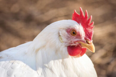 It is undisputed that the best feed conversion and performance can only be achieved by healthy animals. Photo: Shutterstock