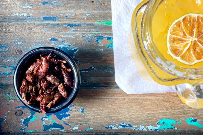 Could the public get a taste for insects? Photo: Jonathan Beckman