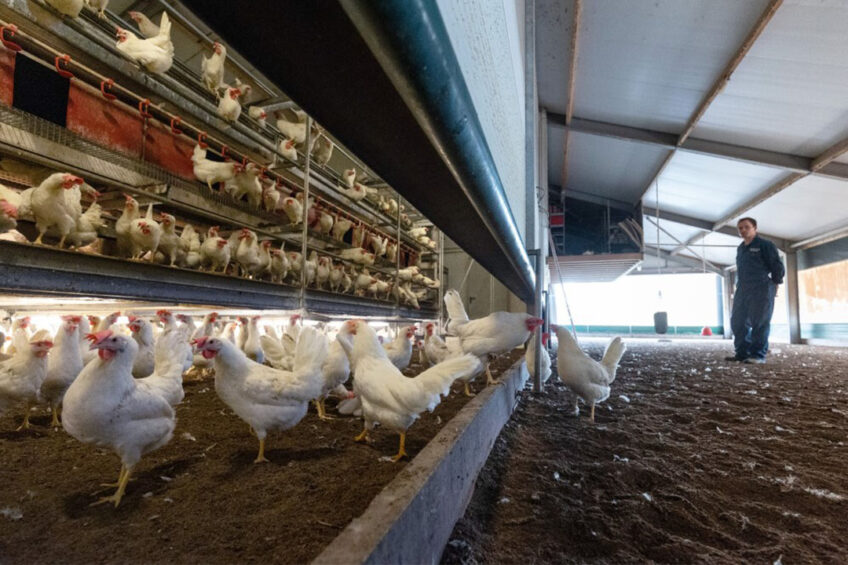The decline from enriched cage housing to non-cage housing in the EU is continuing and amounted to approximately 3.1% in 2021. Photo: Herbert Wiggerman