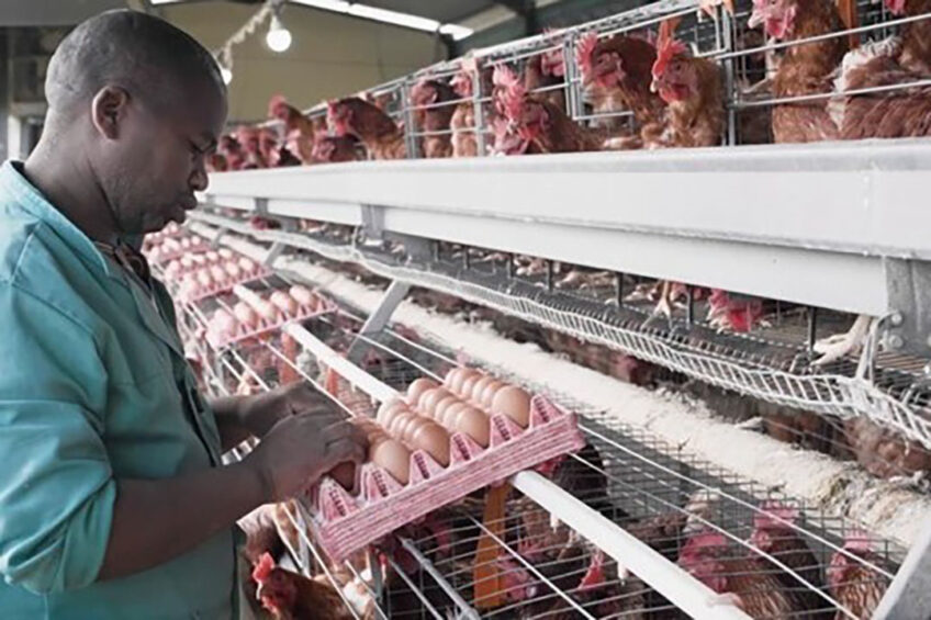 Photo: International Egg Foundation