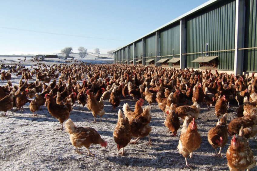 Photo: British Free Range Egg Producers Association