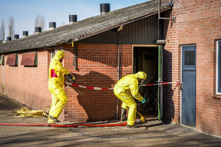 Europe: The largest epidemic of bird flu