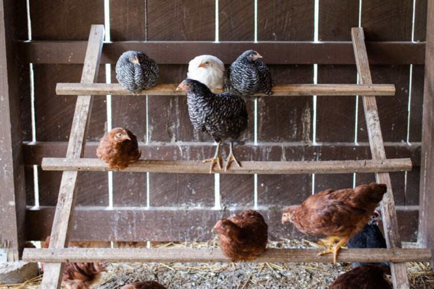 Backyard farms in Russia are usually family-owned operations allowed to produce food for personal consumption only. Photo: Zoe Schaeffer