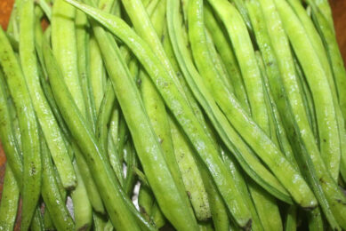 The guar or cluster bean, with the botanical name Cyamopsis tetragonoloba, is an annual legume and the source of guar gum. Photo: Rinki Lohia