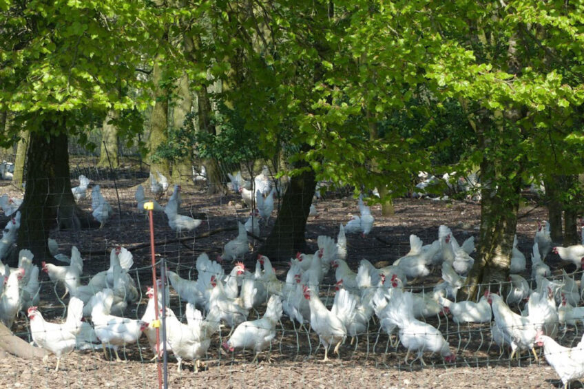 Mansson uses fast-growing trees to provide shelter from predators. Photo: Mansson