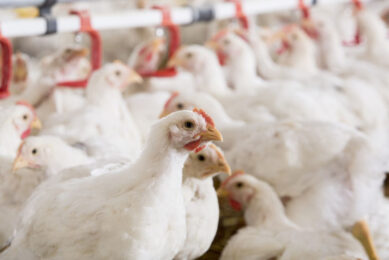 Photo: Trouw Nutrition