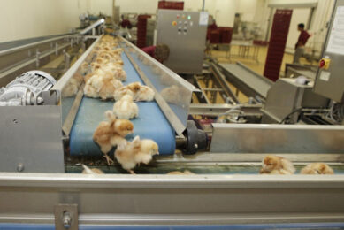 The government has now appointed new seasonal worker visas route operators specifically for the poultry sector. Photo: Ton Kastermans